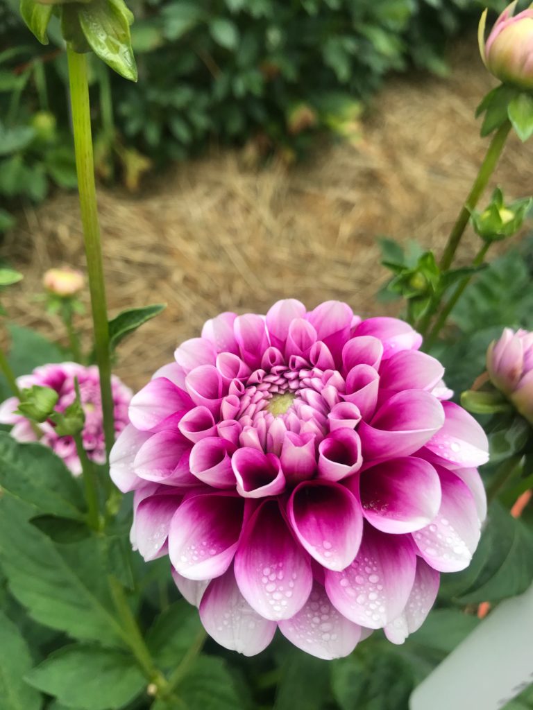 B-Man - Precious Gem Dahlia Farm