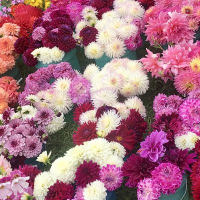 Dahlia Flowers for Sale - Precious Gem | Buy Today!